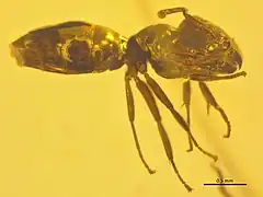 NHMW1984-31-218 profil droit.