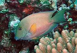 Ctenochaetus cyanocheilus