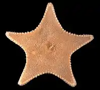 Ctenodiscus crispatus