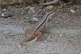 Lézard à queue bouclée(Leiocephalus cubensis)