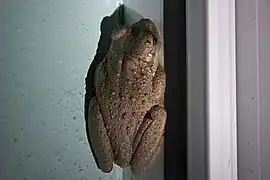 Rainette de Cuba(Osteopilus septentrionalis)