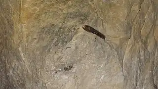 Rostre de Belemnite au-dessus d'un fossile d'éponge.