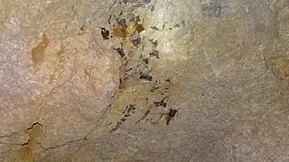 Fossile de mosasaure dans la carrière.
