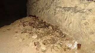 Tessons de bouteilles.