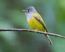 Gobemoustique à tête grise (Culicicapa ceylonensis)