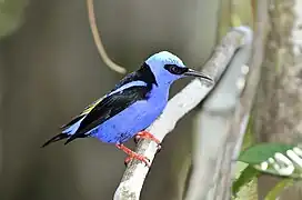 Sucrier à jambes rouges (Cyanerpes cyaneus)