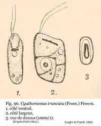 Cyathomonas truncata (From.) Fresen.(d'après Engler et Prantl)