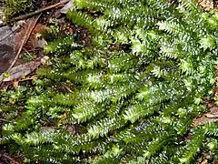 Cyathophorum bulbosum.