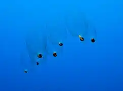 Cyclomyaria sp., une colonie de Doliolida