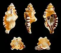 Cymatium lotorium (Cymatiidae)