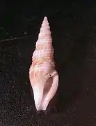 Cymatosyrinx parciplicata