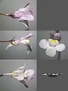 Détails d'une fleur.