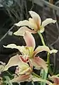 Cymbidium iridioides