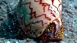 Cymbiola nobilis vivant.