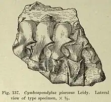 Croquis d'une petite rangée de vertèbre fossiles fragmentaire d'un ichthyosaure.
