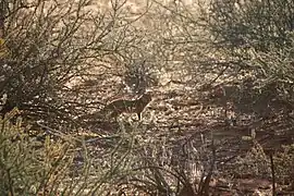 Mangouste jaune en août 2015.