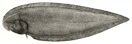 Cynoglossus sindensis