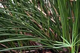 Chaumes cylindriques ± triquêtre