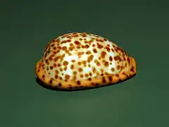 Palmadusta humphreyii.