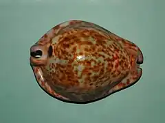 Trona stercoraria, Sénégal. Vue dorsale.