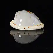 Cypraeovula alfredensis