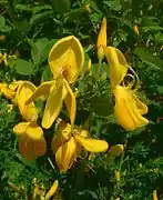 Papilionacée (Cytisus scoparius)