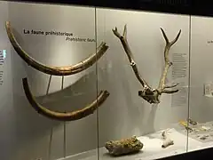 Défenses de mammouths trouvées dans le port de Fécamp