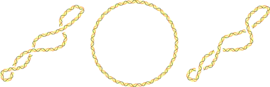 Trois topoisomères d'ADN : surenroulé négativement, relâché et surenroulé positivement