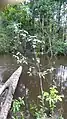 Pied de Malouetia tamaquarina au bord de la Mataroni (Régina, Guyane)