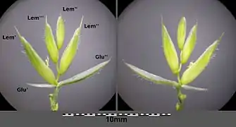 Épillet ouvert: (Glu) Glume, (Lem) Lemme