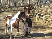 Cheval blanc et marron qui suit une femme.