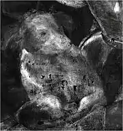 Radiographie du petit chien.