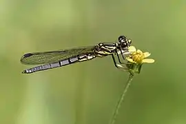Platycypha caligata ♂