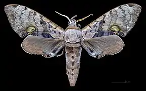 Avers du mâle (coll.MHNT)