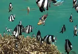 Un banc de demoiselles à trois bandes noires (ou demoiselles à queue blanche, Dascyllus aruanus)