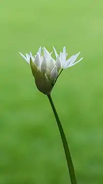 Inflorescence d'Ail des ours.