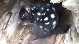 Ménagerie du jardin des plantes de Paris/France