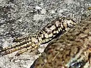 Patte antérieure droite en gros plan vue de dessus.