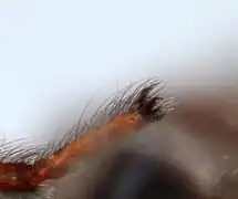 Détail d'une autre patte (sur cadavre)