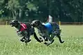Scottish deerhounds au départ de coursing