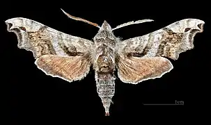 Face dorsale du mâle (coll.MHNT)