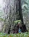 Redwood Titan