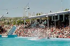 Spectacle de grands dauphins.