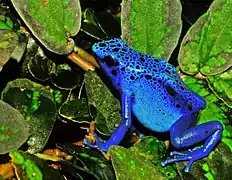 Dendrobates azureus