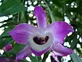 Dendrobium nobile, Jardin botanique de l'université de Zurich, Suisse