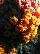 Dendrophyllia gracilis