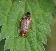 Deraeocoris flavilinea femelle