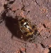 Deraeocoris nebulosus
