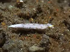 Dermatobranchus albus