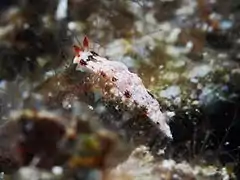 Dermatobranchus fortunatus